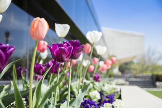 Spring flowers in front of Hedberg Library.